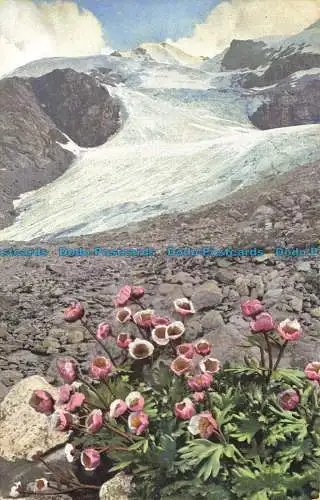 R650647 Ranunculus Glacialis. Nenke. Photochromie