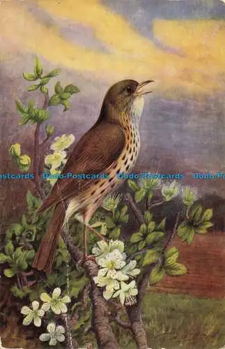 R650721 Song Thrush. J. Lachs. Postkarte. 1963