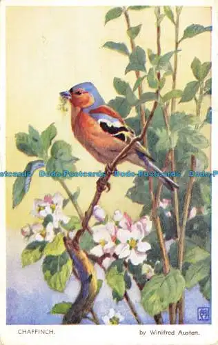 R650046 Spreu. Valentinstag. Vogelserie. Winifred Austen