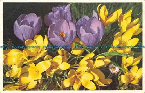 R651396 Crocus Hybrid Hort. Gyger und Klopfenstein. 1959