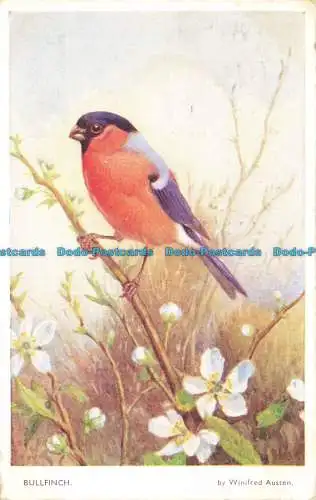 R650079 Bullfinch. Valentinstag. Nature Serie. Winifred Austen. 1950