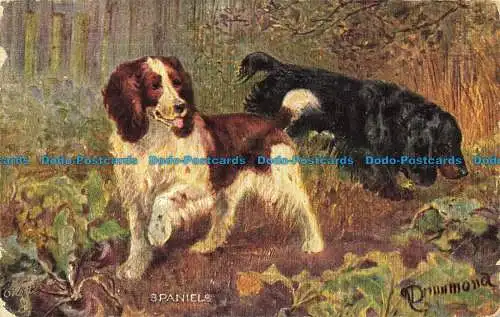 R651527 Spaniels. Sportliche Hunde. Tuck. Öle. 9105