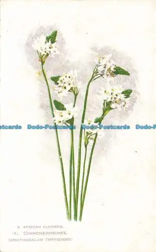 R650220 S. Afrikanische Blumen. Chincherinchee. Postkarte