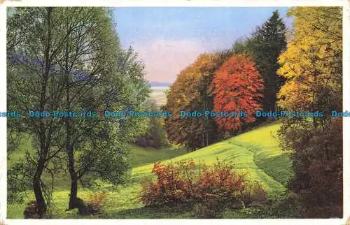 R651761 Der Wald. Photochromie. Serie Nr. und D. 345. Nr. 5004