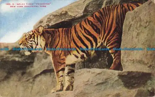 R651835 New York Zoological Park. Malaiischer Tiger. Princeton. New York Zoological So