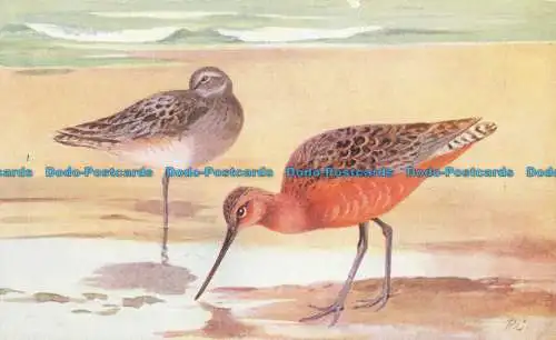 R654404 Ar Tailed Godwit. R.S. Serie