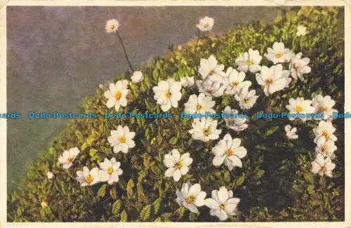 R654445 Mountain Avens. Stehli. Nein. 270