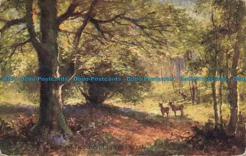 R655256 Epping Forest. Victoria Beeches. Wildt und Kray. Serie 530