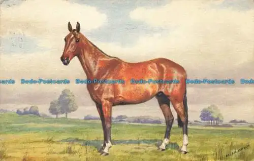 R655371 Knightsbridge a Hunter Gelding. Steeple Chaser. Nein. 152. Alderson. 1956