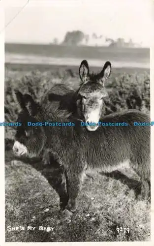 R655641 She My Baby. Esel. Postkarte. 1954