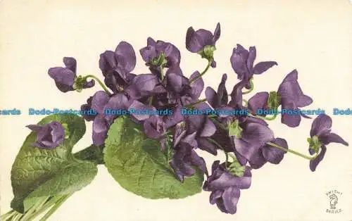 R657880 Blumen. Knight Brothers. Nein. 1119