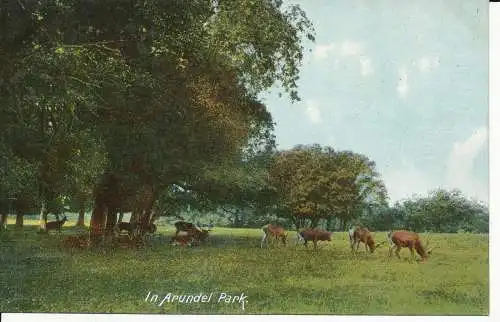 PC33182 In Arundel Park