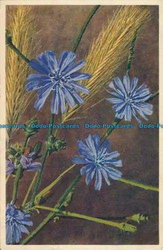 R028402 Cichorium Intybus. Wegewarte. Gyger. Nr 2288