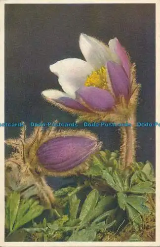 R028403 Federanemone. Stehli. Nr 344