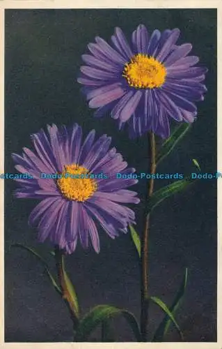 R028405 Alpine Aster. Stehli. Nr 969