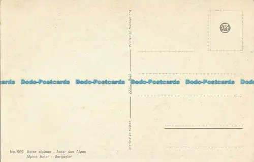 R028405 Alpine Aster. Stehli. Nr 969