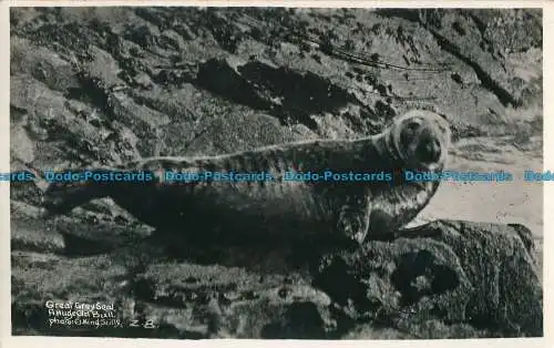 R029711 Great Grey Seal. Ein riesiger alter Stier. C. J. König. T. W. Adams. RP