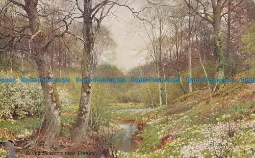 R029719 Frühlingsblüten bei Dorking. A. und C. schwarz. Nr 38