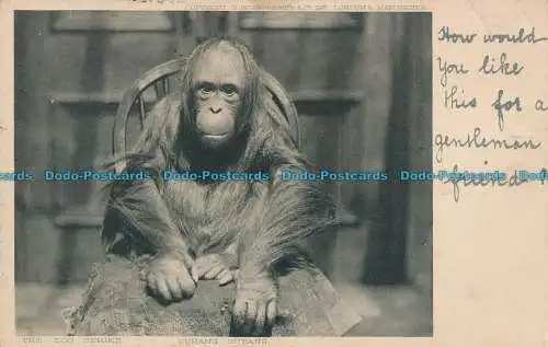 R003142 Ourang Outang. Hildesheimer. Der Zoo. 1904