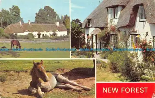 R157489 New Forest. Mehrfachansicht. Dennis