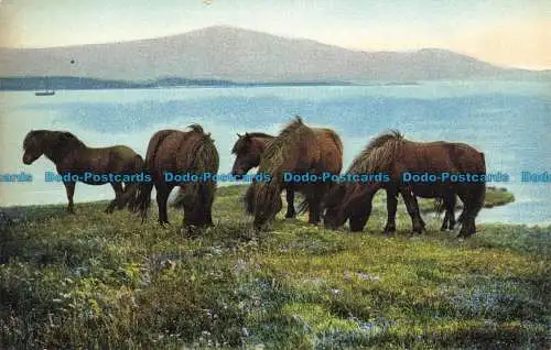 R660559 Ponys. Nr. 863. Postkarte