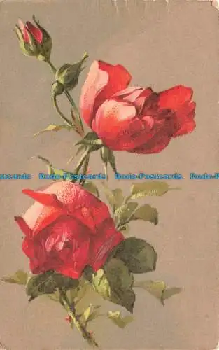 R669631 Rote Rosen. Postkarte. 1904