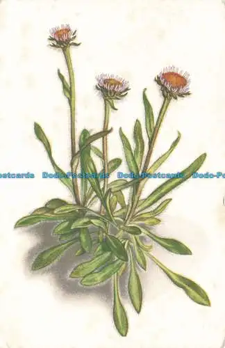 R670426 Erigeron Borealis. National Trust for Scotland. Wildblumen auf Ben Lawe