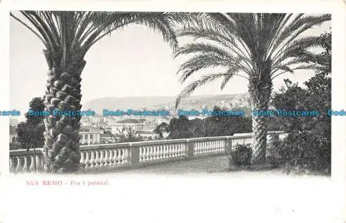 R671905 San Remo. Fra i Palmizi