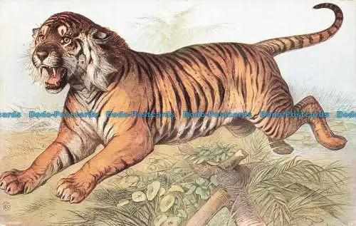 R673101 Tiger. Ernest Nister. Serie. 176. E. P. Dutton