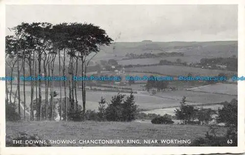 R673344 The Downs. Zeigt Chanctonbury Ring. Nahe Worthing. 1959