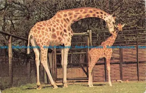 R673462 Giraffe und Baby. The Zoological Society of London. Naturfarbserie