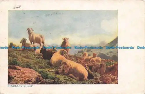 R673768 Highland Sheep. 1904