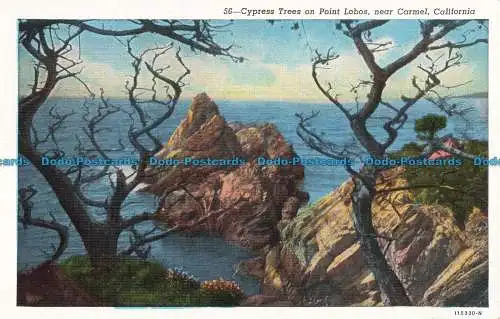 R673881 California. Zypressen auf Point Lobos. In der Nähe von Karmel. B.W. weiß. C.T