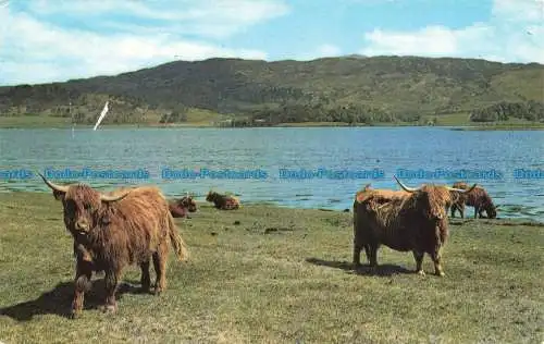 R674021 Highland Cattle by the Loch Side