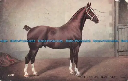 R674682 Chestnut Hackney Sire. Alpha Verlag. Nr. 3227