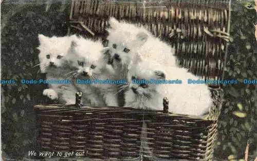 R677234 Wir wollen raus. Kittendom. stecken. Rapholette. Postkarte 8031. 1907