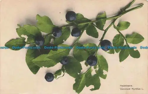 R677388 Heidelbeere. Vaccinium Myrtillus L. Martin Rommel. 1915