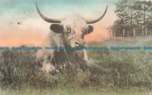 R675949 Mein Herz in den Highlands. Der Zynikus. 1906