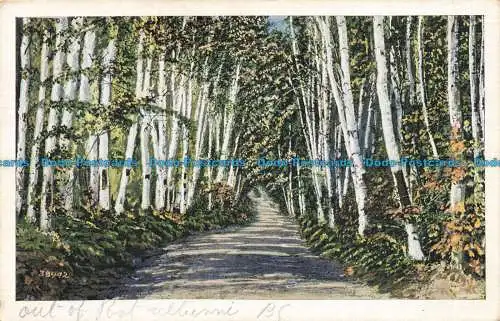 R678310 Birch Alley. Serie 1247. Postkarte