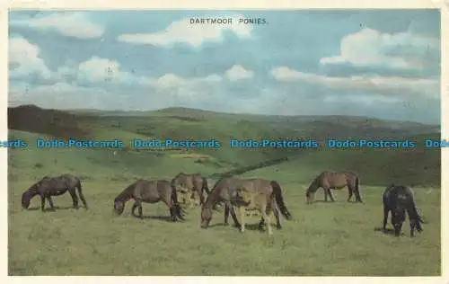 R679103 Dartmoor Ponys. Chapman. 1963