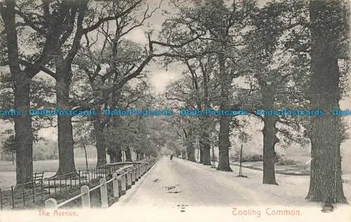 R679911 Tooting Common. The Avenue. 1905