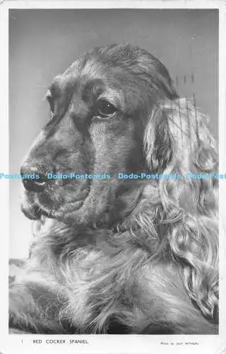 R168368 Red Cocker Spaniel. Kerl widerristet. Freimaurer Alpha. RP. 1957