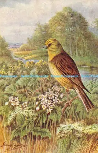 R168939 Yellowhammer. Lachs