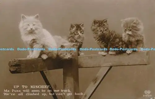 R169031 bis Unfug. Katzen. Schwerdtfeger. 1911