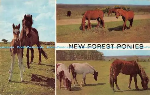 R169101 New Forest Ponys. Lachs. Kamerafarbe. Multi View