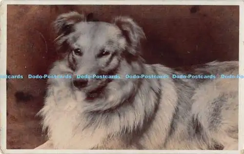 R169649 Hund. Alte Fotografie. Postkarte. 1912