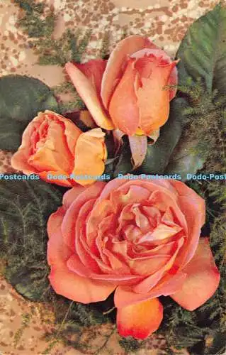 R172114 Rosen. Dixon. Postkarte