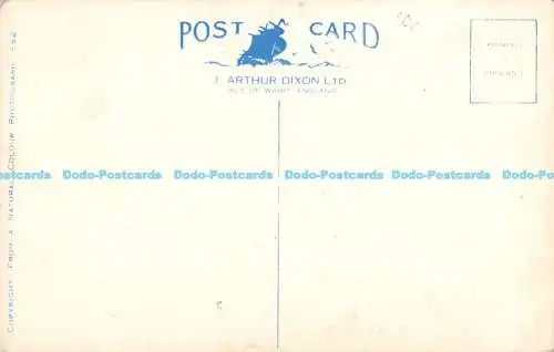 R172114 Rosen. Dixon. Postkarte