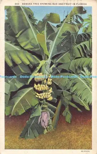 R172207 Bananenbaum zeigt Knospen und Früchte in Florida. Asheville Postkarte. 1936