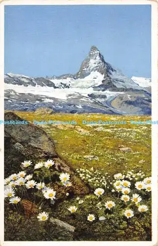 R171844 Chrysanthemum alpinum. Alpen Wucherblume. Gorner Grat bei Zermatt. Foto